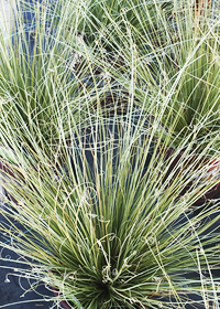 Carex buchananii 'Viridis'